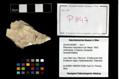 Foto (Objekt + Etikett) von Pithonoton marginatum (von Meyer, 1842)  (NHMW-GEO-2014-0194-0847)